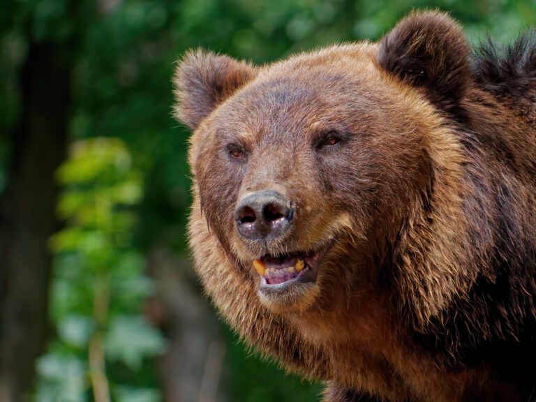 a-closeup-shot-of-a-brown-bear-in-the-forest-2025-10-17-07-27-10-utc
