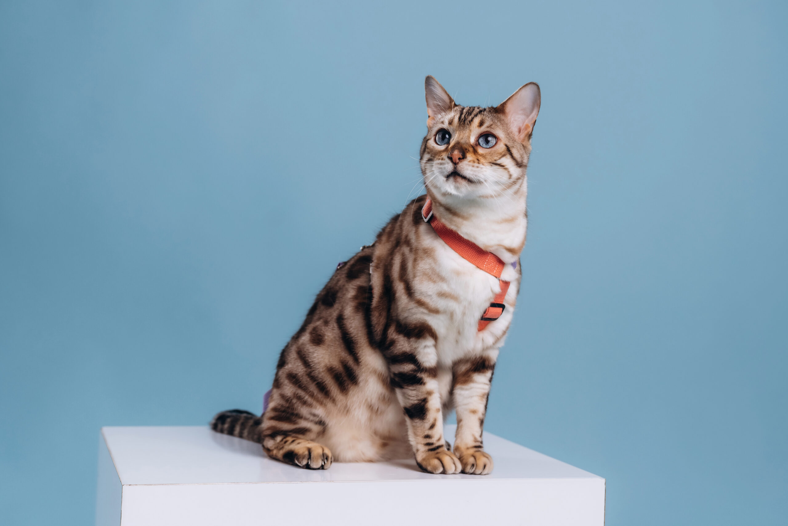 In the studio with white cube. Beautiful Bengal cat against a light blue background.