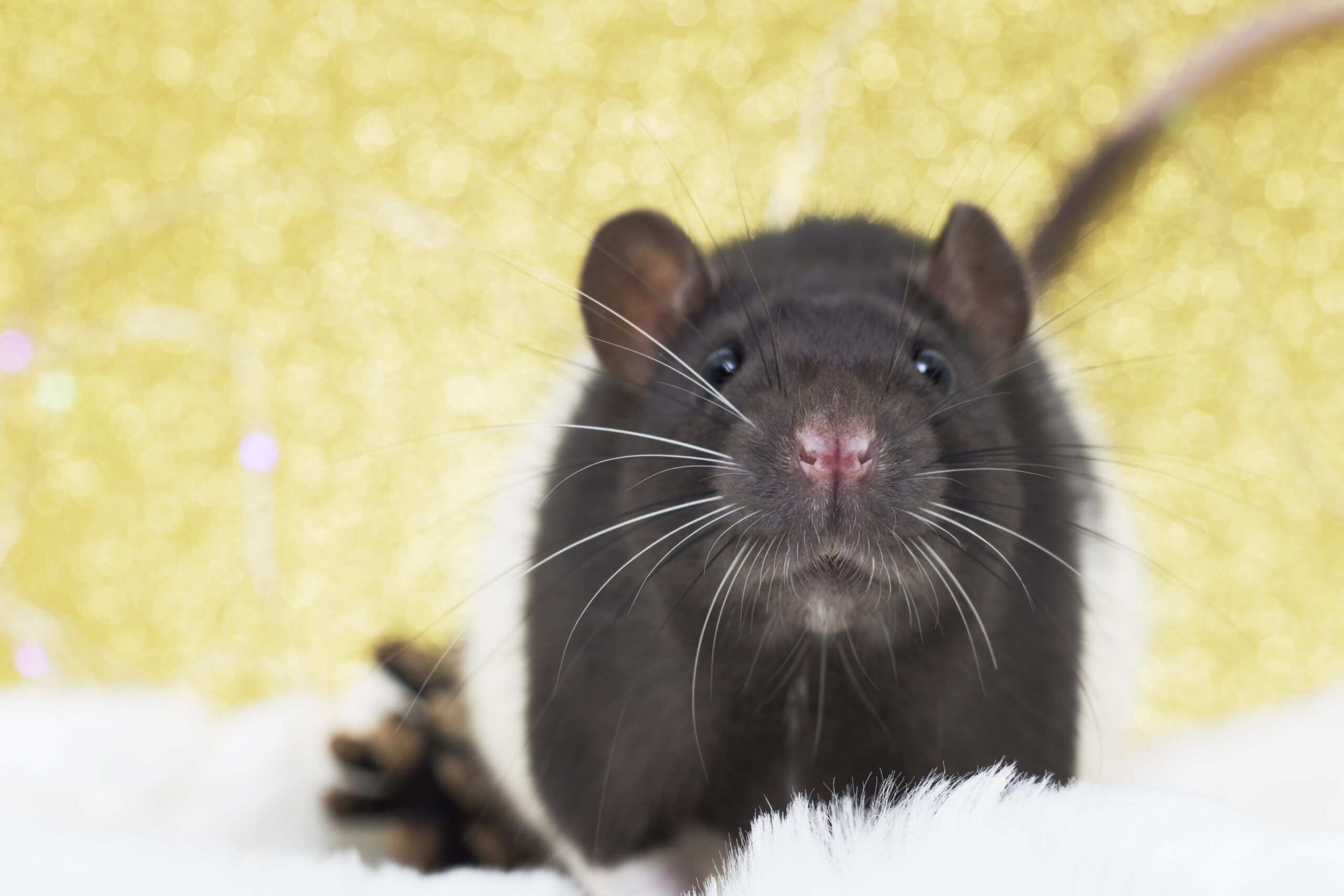 Nose rats closeup. Selective focus. Christmas rat looking at the camera on the background of bokeh lights. New year card mouse. The symbol of the Chinese lunar horoscope 2020. Copyspace. Concept-holidays, animals, celebration