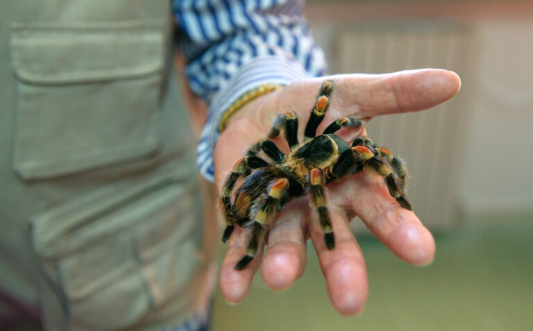 Orange-Kneed Tarantula spider on a man's hand, close-up