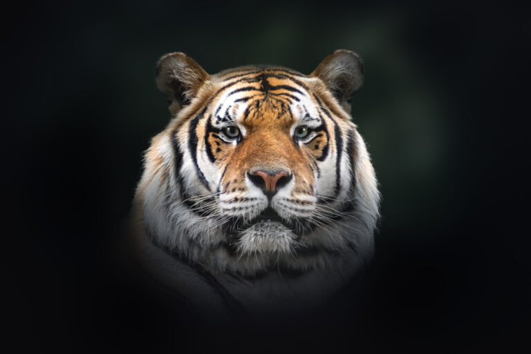 Siberian Tiger (Panthera tigris tigris)
