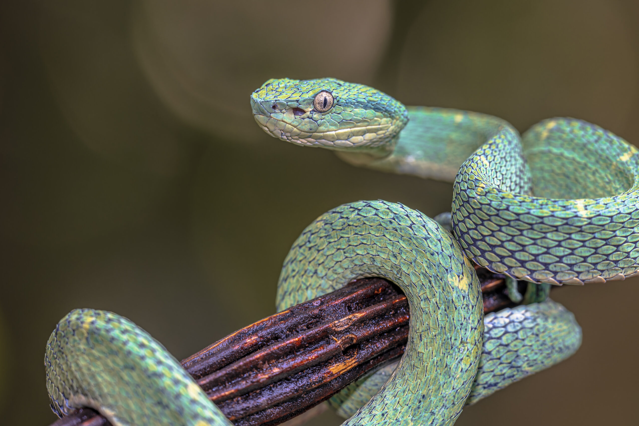 Side-Striped Palm Viper (Bothriechis lateralis) captive from Central America